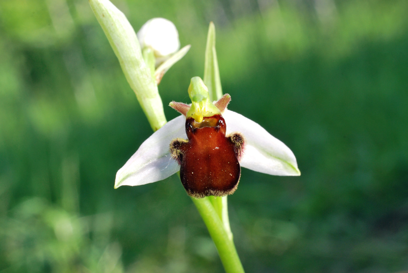 Ophrys apifera: alcune variet del Veneto